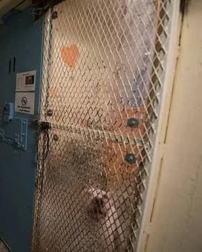 A M.A.S.H. rescue dog behind the mesh door of a former cell, now a kennel
